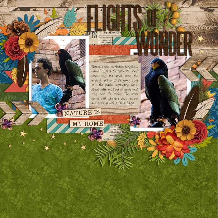 Flights Of Wonder