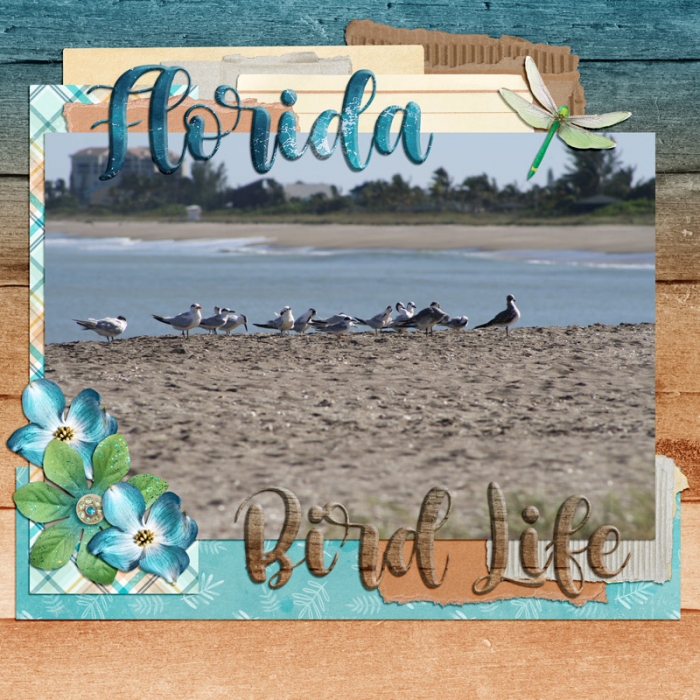 Florida Bird Life