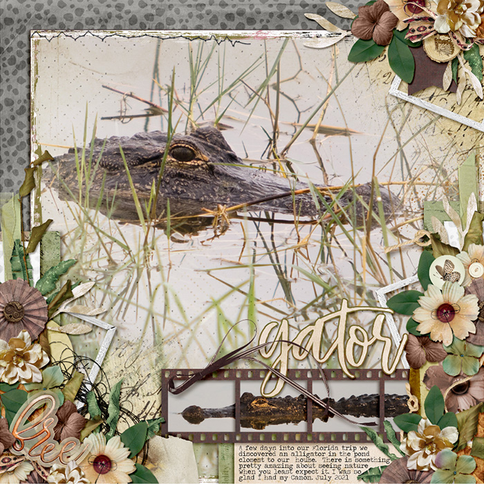Florida Pond Gator