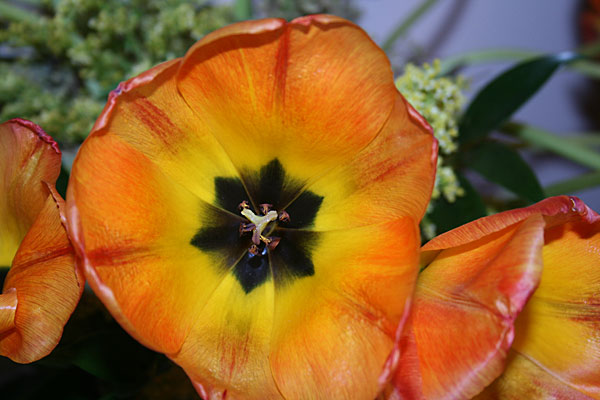 Flower Photo