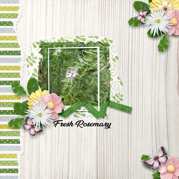Fresh Rosemary