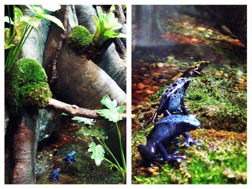 Froggies 2- "Get Closer" *Shutterbug Shakedown*