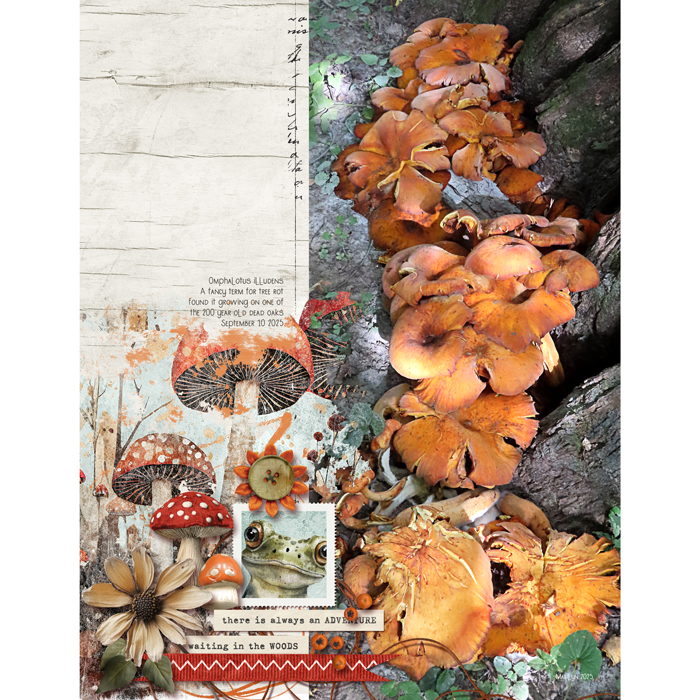 Frogs, Fungi & Forest Folk
