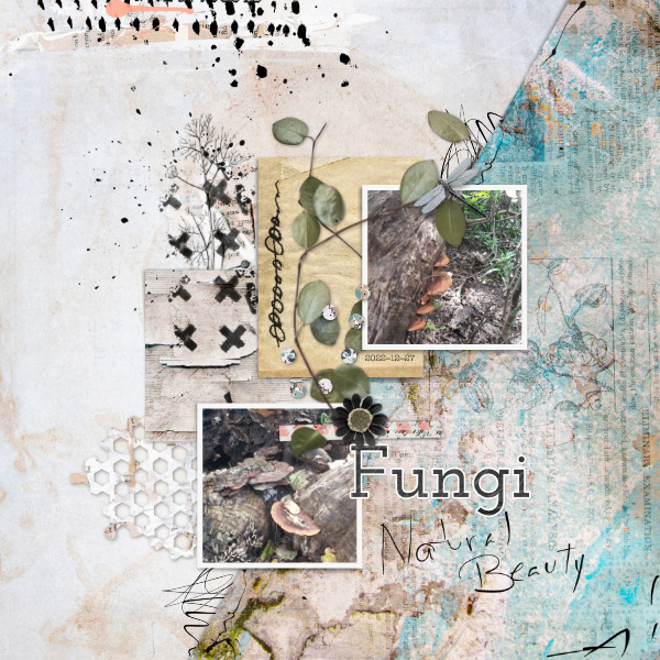 Fungi