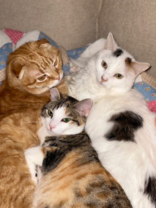 Furbabies
