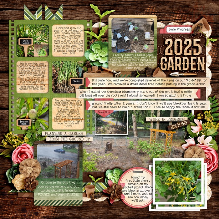 Garden 2025 - June Progress