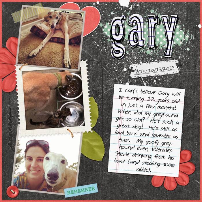 Gary - 12 year old greyhound