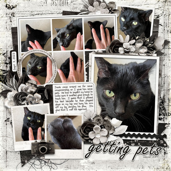Getting Pets