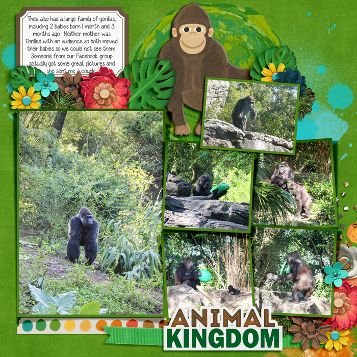 Gorillas at Animal Kingdom