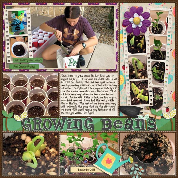 Growing Beans