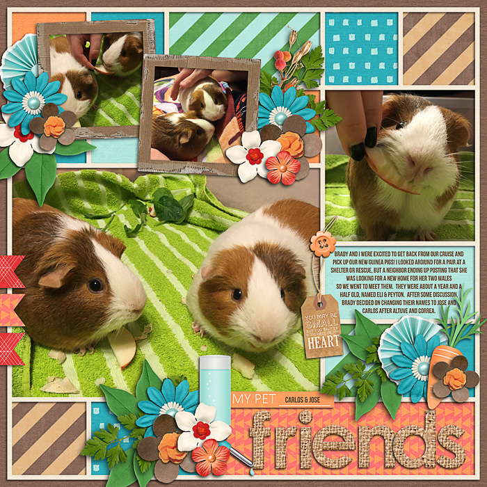 Guinea pigs