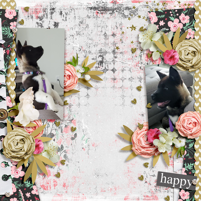Happy Tails