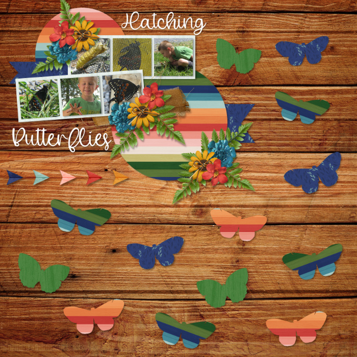 Hatching Butterflies