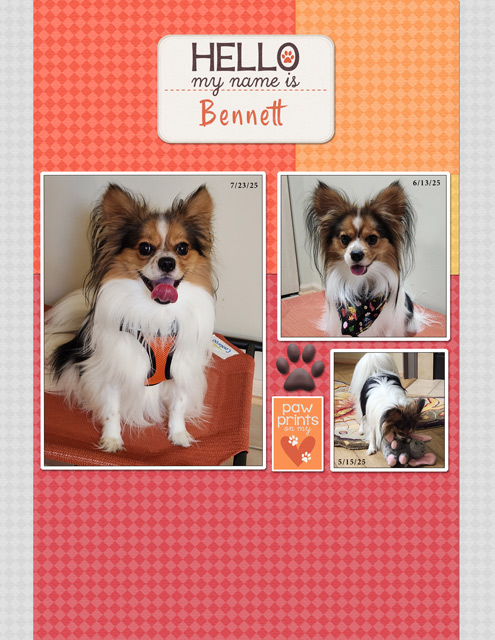 Hello, My Name is Bennett