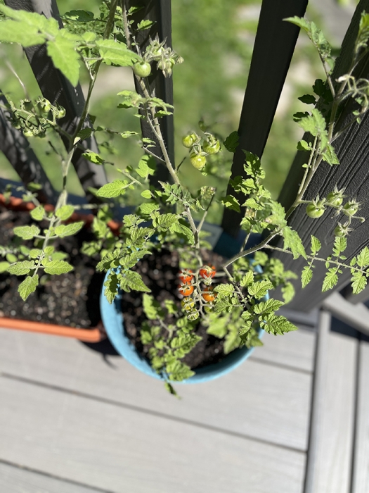 High Angle: Tomatoes