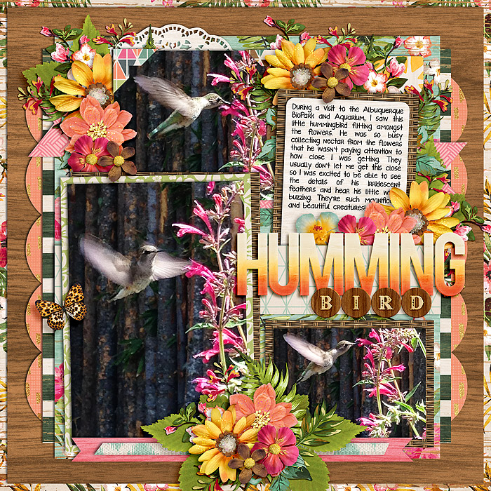 Humming Bird