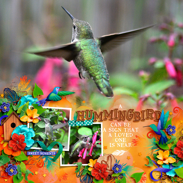 Hummingbird