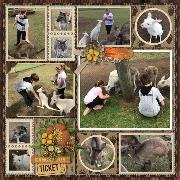 Hunter Valley Zoo - Kangaroos