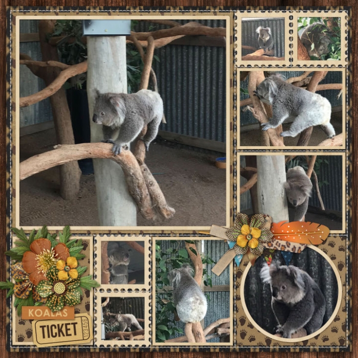 Hunter Valley Zoo - Koalas