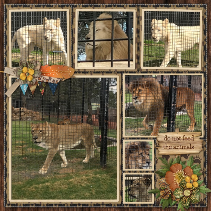 Hunter Valley Zoo - Lions