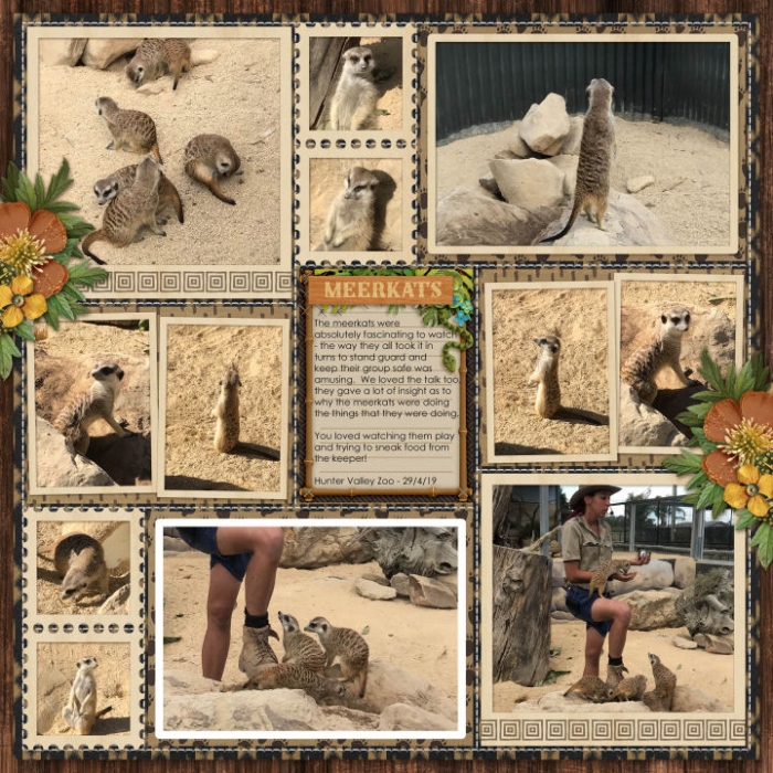 Hunter Valley Zoo - Meerkats
