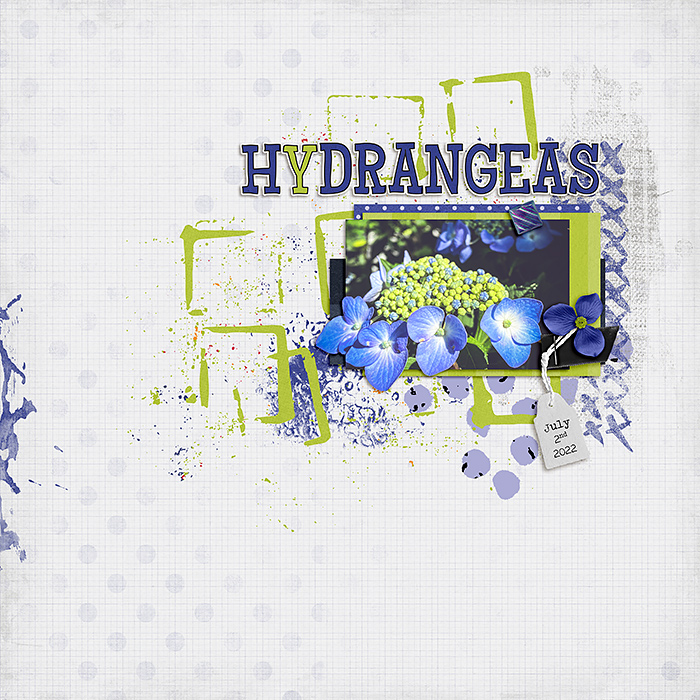 Hydrangeas