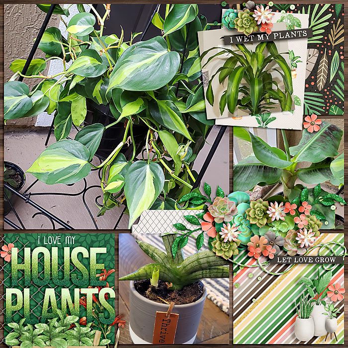 I Love my Houseplants