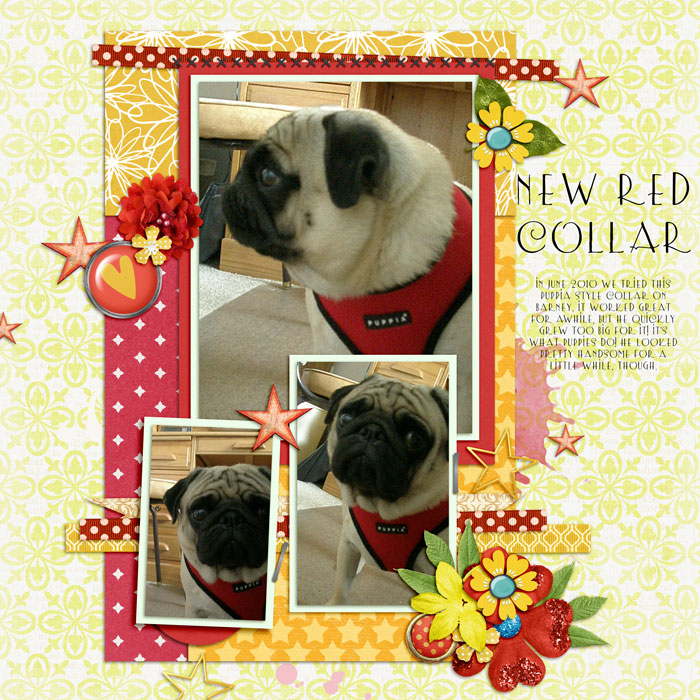 I24 - red collar
