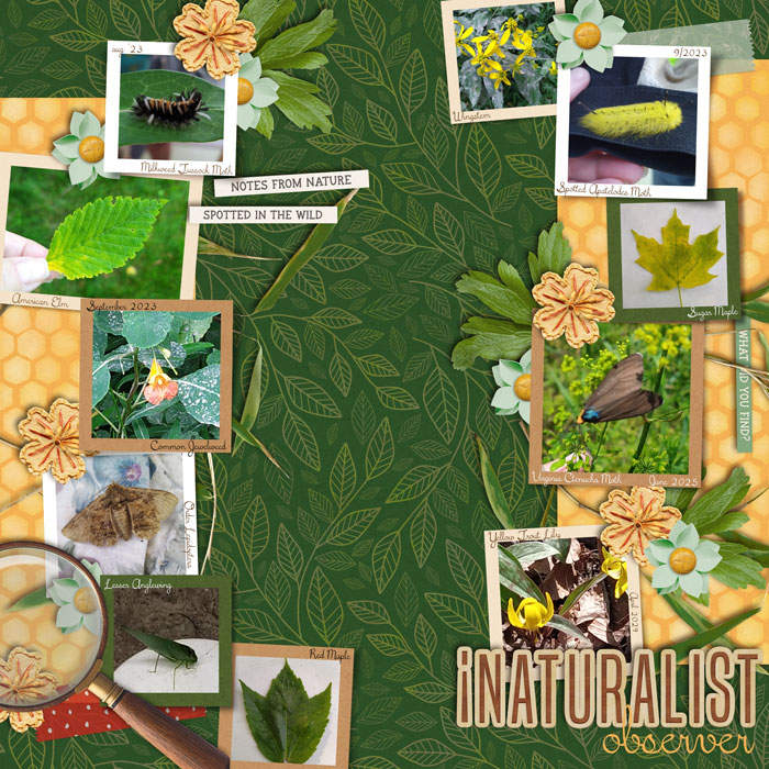 iNaturalist Observer