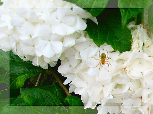 Itsy Bitsy Spider