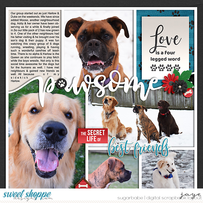 January 2022-This or That: 9A Dog Person