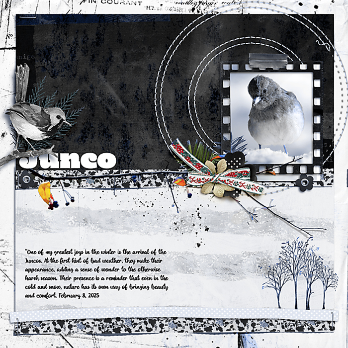 Junco