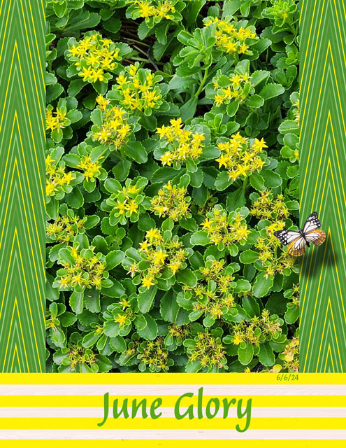 June Glory