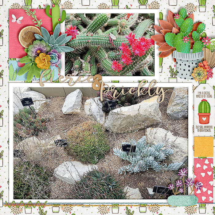 Kew's Cacti