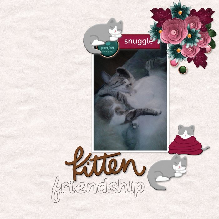 Kitten friendship.jpg
