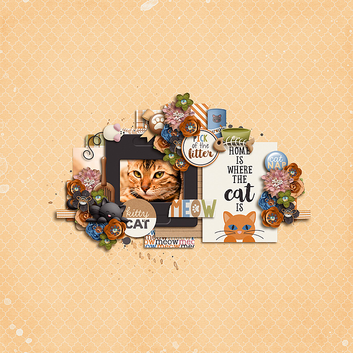 Kitty Cat