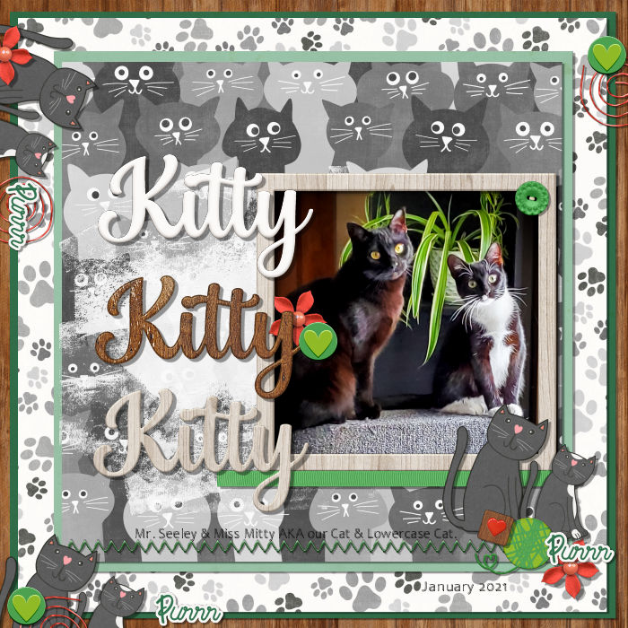 Kitty Kitty Kitty