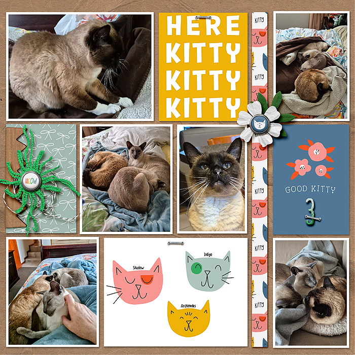 Kitty