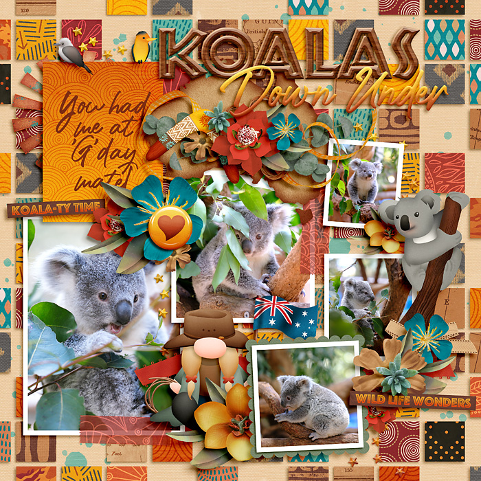 Koalas Down Under