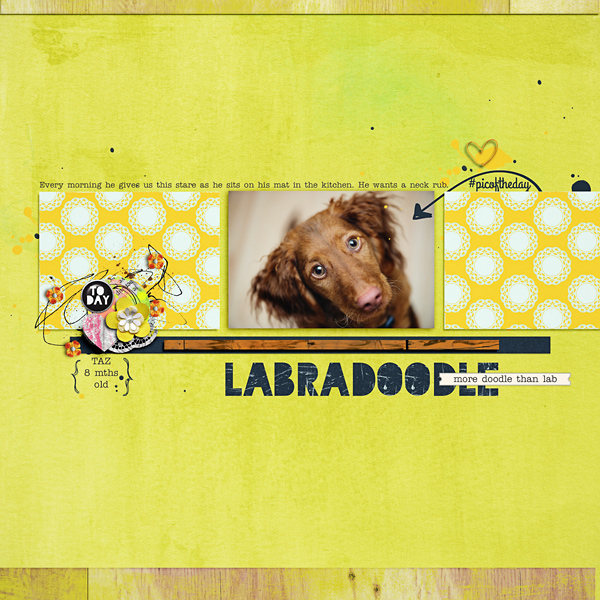 Labradoodle