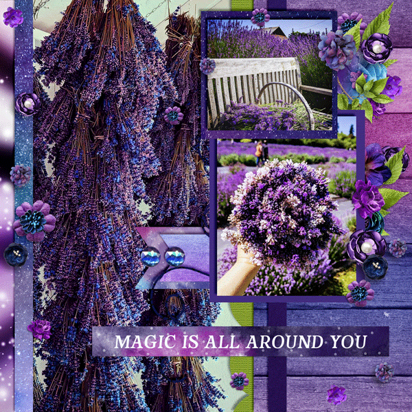 Lavender