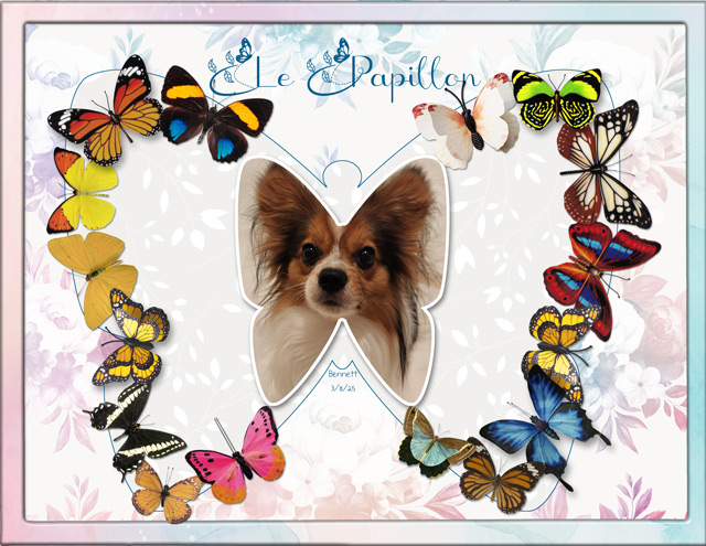 Le Papillon