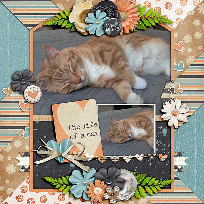 Life Of A Cat