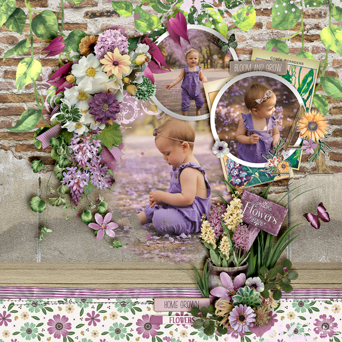 Lilac bloom