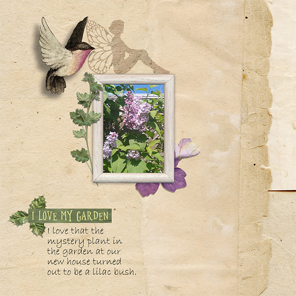 Lilac Bush