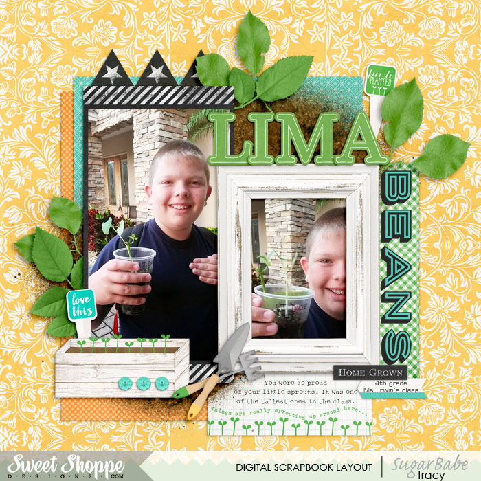 Lima Beans