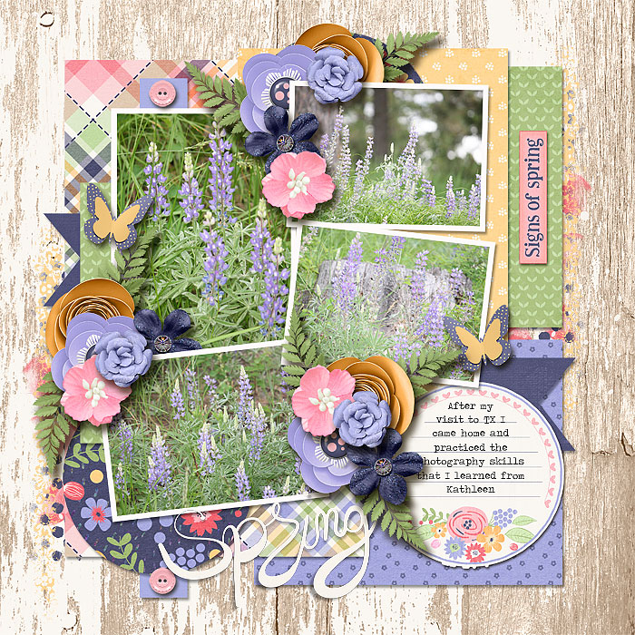 Lupine