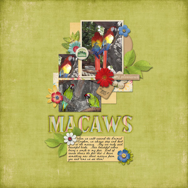 Macaws
