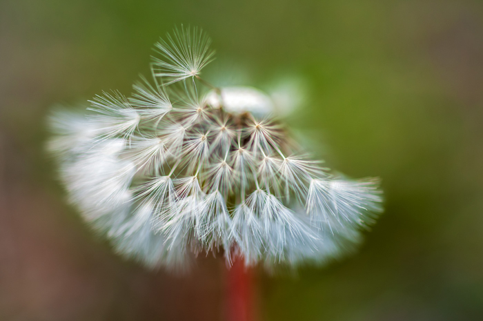 Macro: Dandelion