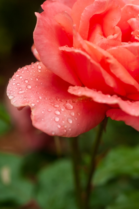 Macro: Dew on a Rose Petal